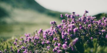 where to buy lippia graveolens seeds usa