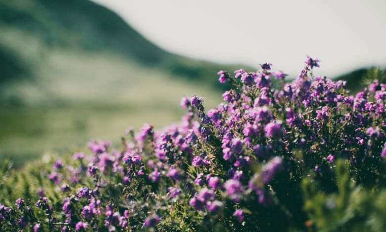 where to buy lippia graveolens seeds usa