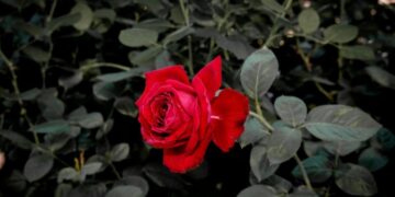 tesselaar roses where to buy online usa