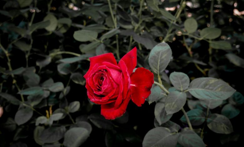 tesselaar roses where to buy online usa