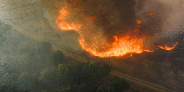 how the mafia is weaponizing wildfires