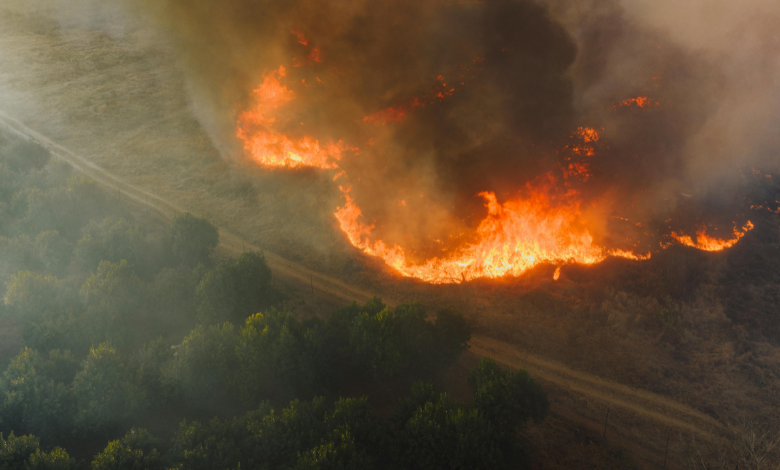 how the mafia is weaponizing wildfires