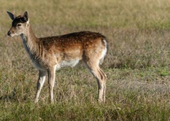 deer and doe sewing patterns