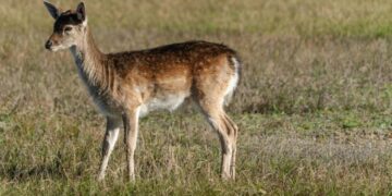 deer and doe sewing patterns