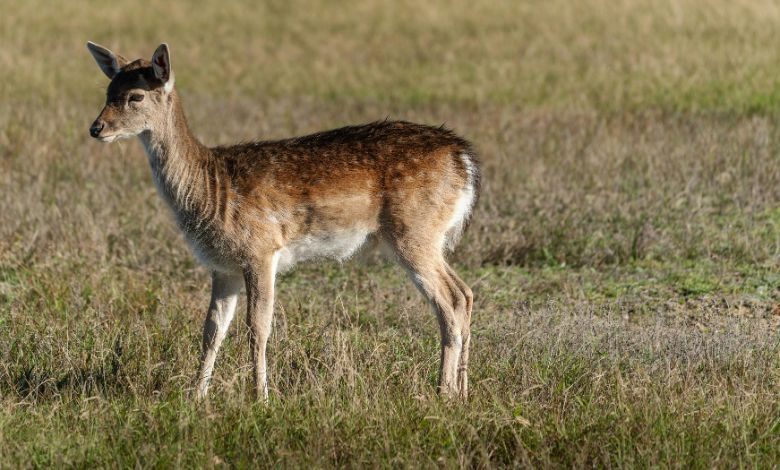 deer and doe sewing patterns