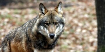 what wild animals did pioneers face in the oregon trail