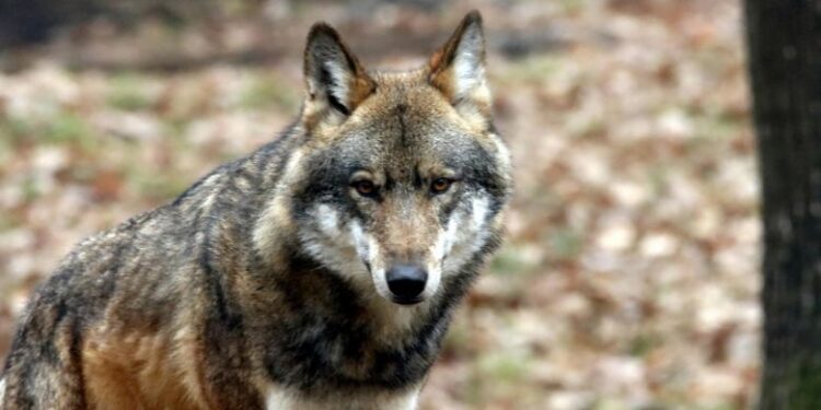 what wild animals did pioneers face in the oregon trail