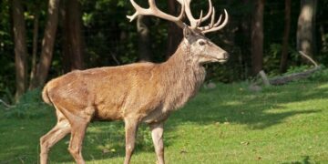 how high can deer jump