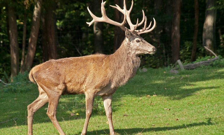 how high can deer jump