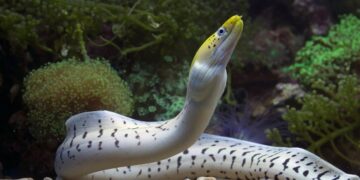 underwater eyes an eel's oil