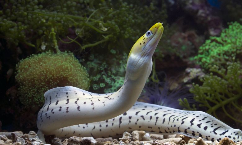 underwater eyes an eel's oil