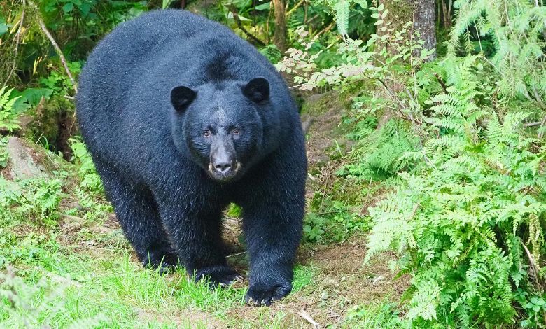 smoky mountains bear feeding citation