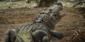alabama alligator hunting record night