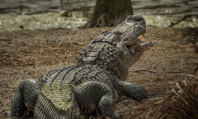 alabama alligator hunting record night