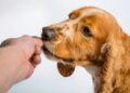 what dog has the strongest bite force