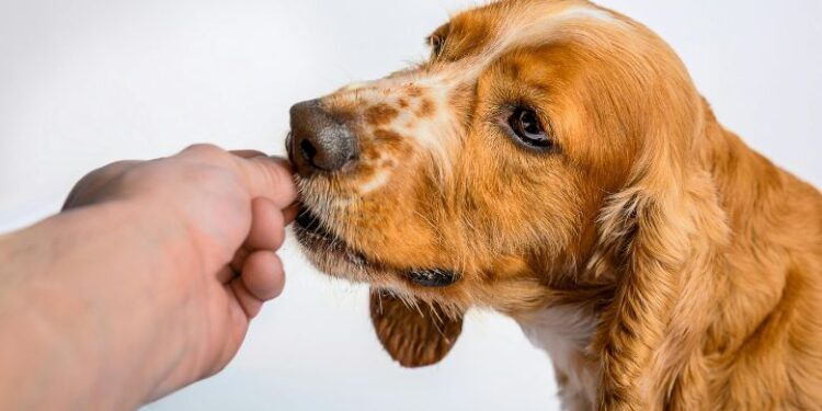 what dog has the strongest bite force