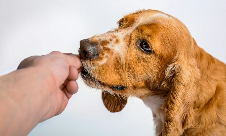 what dog has the strongest bite force